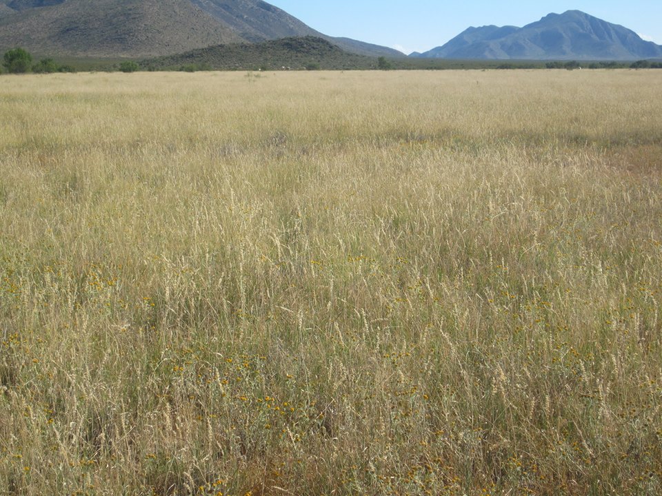 Mexico - restored grassland - photo: Alejandro Carrillo