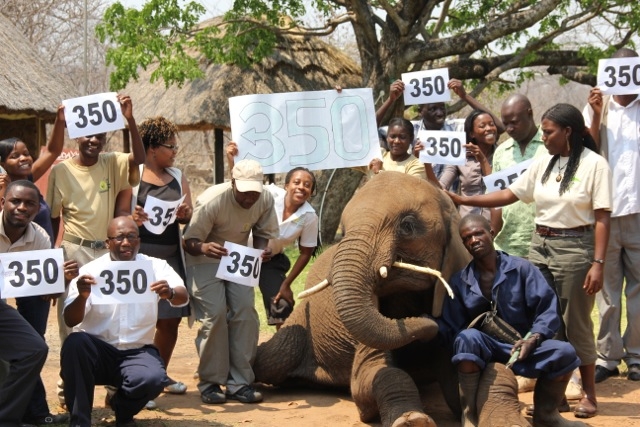 350 Event photo with Dojiwe the elephant