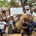 350 Event photo with Dojiwe the elephant