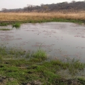 New, year-round surface water on Dimbangombe River in Zimbabwe.