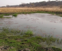 New, year-round surface water on Dimbangombe River in Zimbabwe.